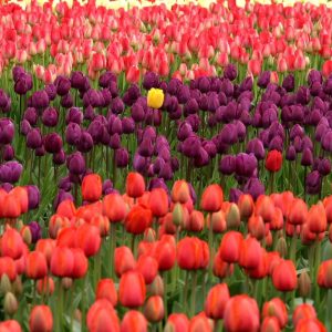 Standing out from other therapists